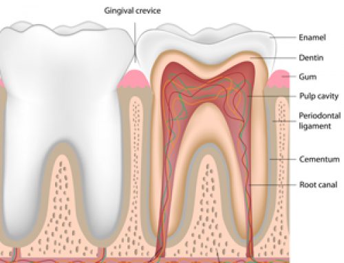 Your Teeth and How to Keep Them